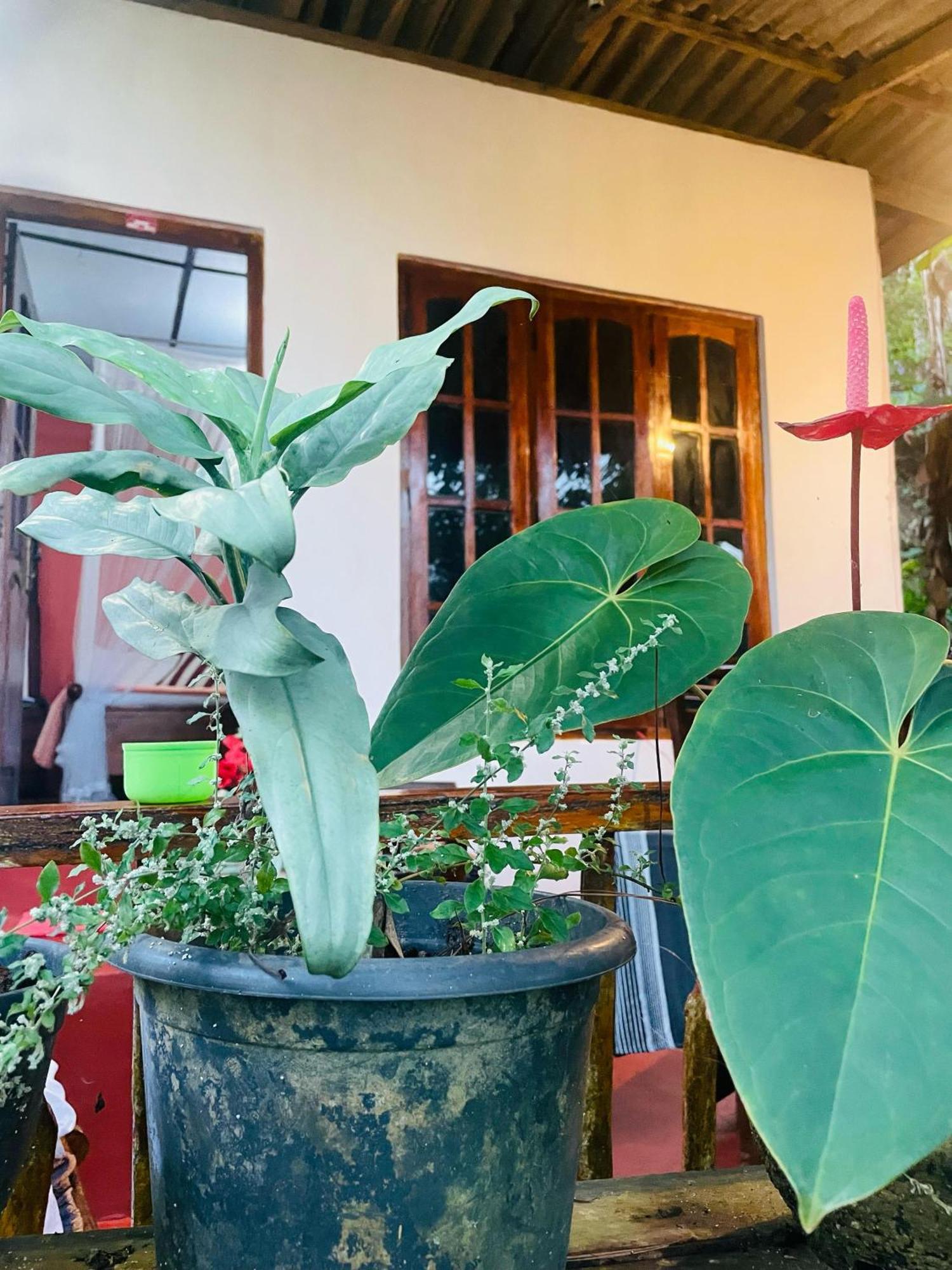 Hidden Gem Inn إيلا المظهر الخارجي الصورة
